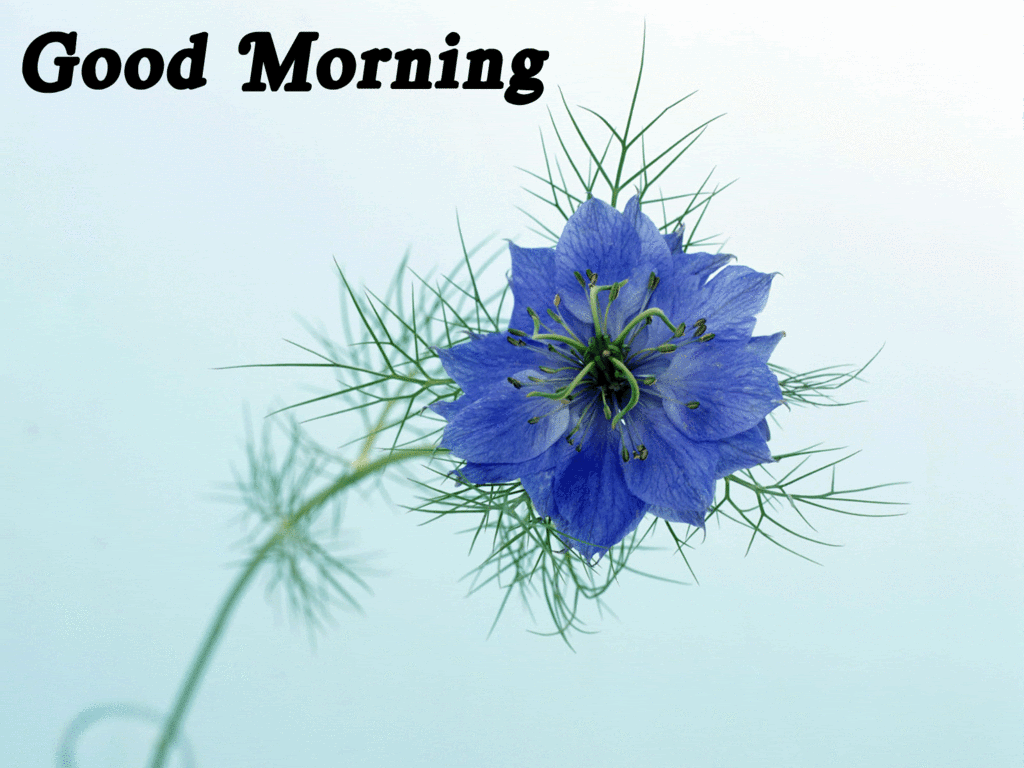 Good Morning - Blue Flower-wg018069