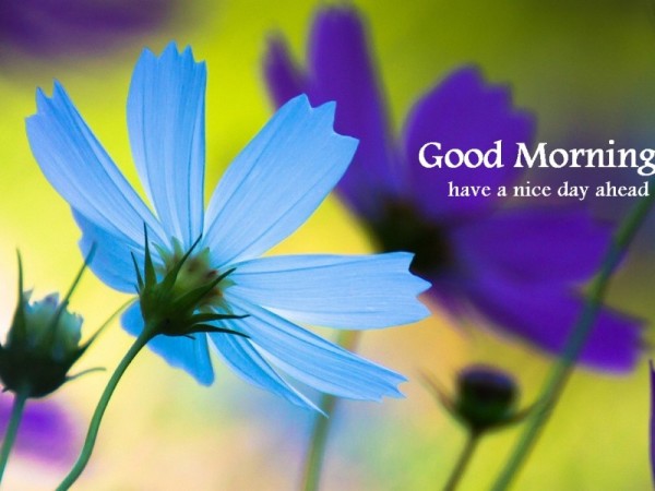 Good Morning - Blue Flower-wg16153