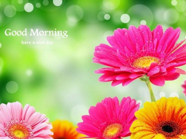 Good Morning - Bright Flowers-wg16154