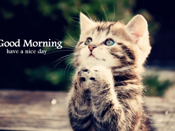 Good Morning - Cat Image-wg16158