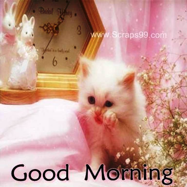 Good Morning Sweet Cat
