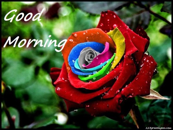 Good Morning - Colorful Rose !-wg16164