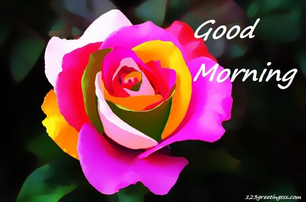 Good Morning - Colorful Rose-wg16165