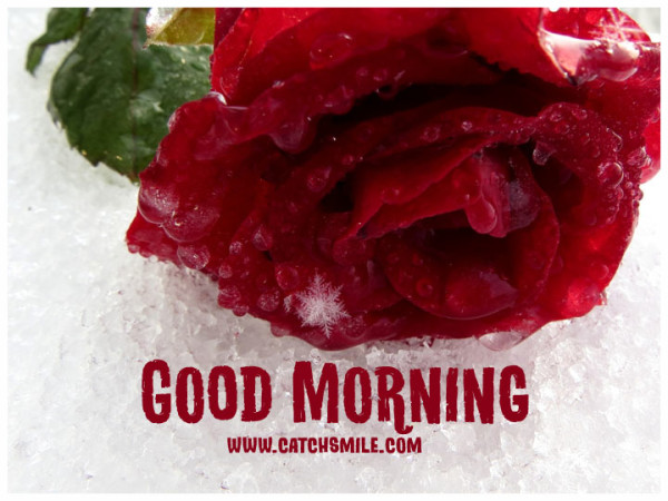 Good Morning - Cool Rose-wg140256