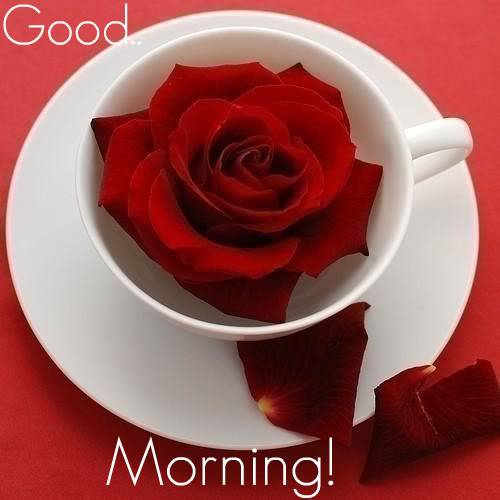 Good Morning - Cup Of Rose For U-wg0180279