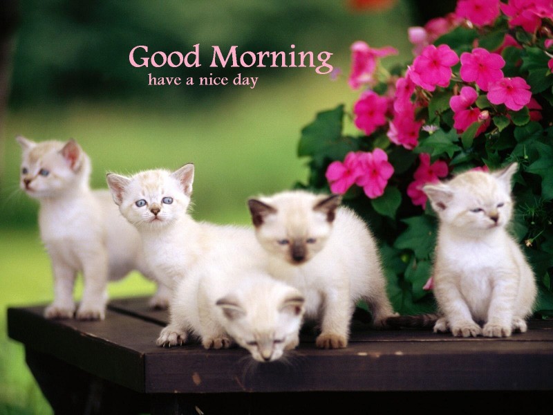 Good Morning Wishes With Cat Pictures Images