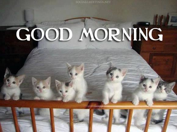 Good Morning - Cute Cats-wg16169