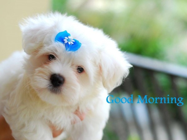 Good Morning - Cute Dog Image-wg16171