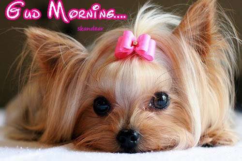 Good Morning - Cute Doggy-wg0180286