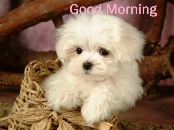 Good Morning - Cute Puppy-wg16172