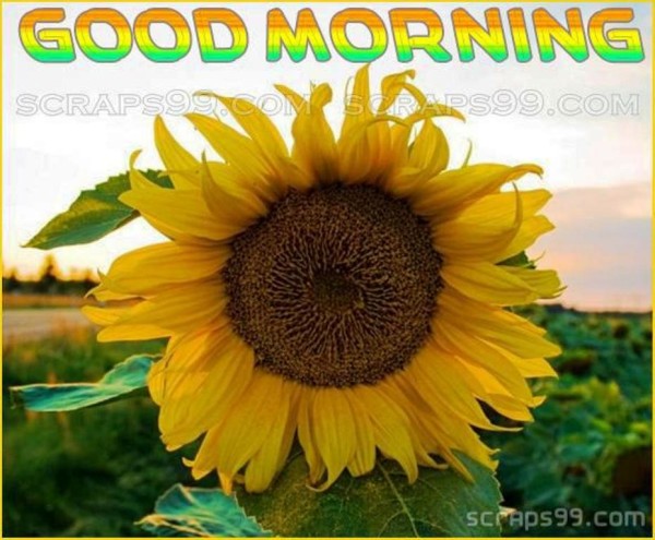 Good Morning- Flower-wg023170