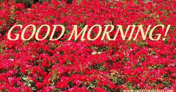 Good Morning - Flowers-wg140260
