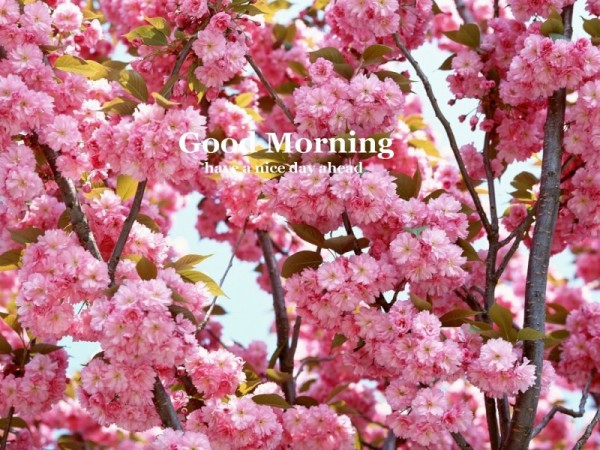 Good Morning - Flowers-wg16175