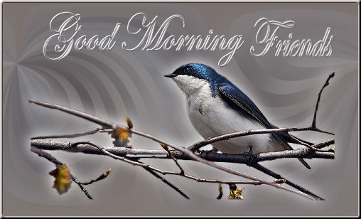 Good Morning Friends - Bird-wg0180649