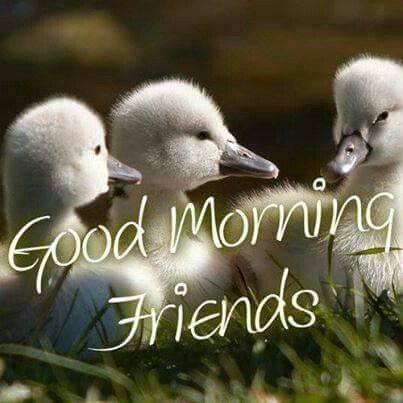 Good Morning Friends - Birds-wg16253