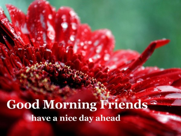 Good Morning Friends Have A Nice Day Ahead-wg16257