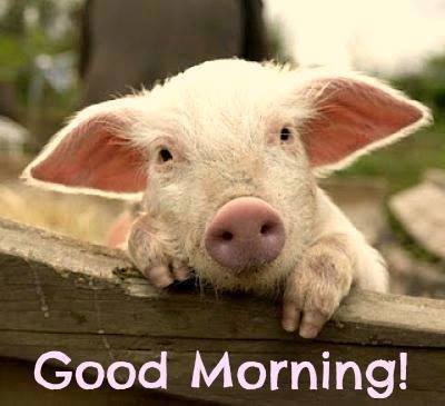 Good Morning - Funny Piggy-wg16176