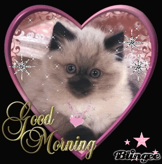 Good Morning - Glittering Cat !-wg0180357