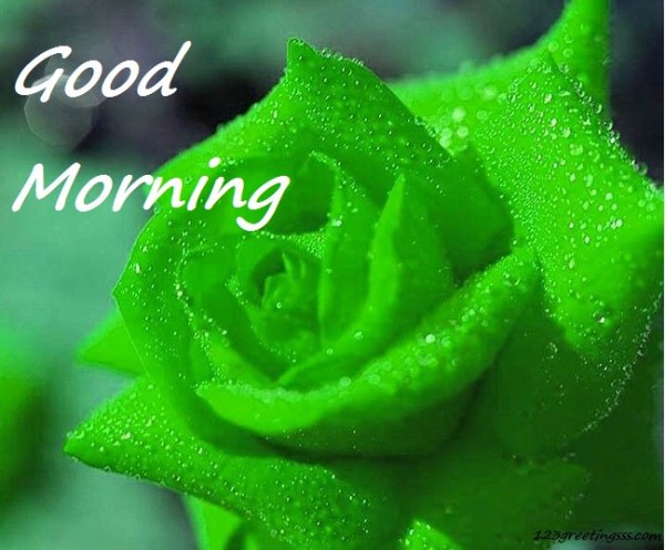 Good Morning - Green Rose-wg16179