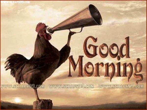 Good Morning - Hen-wg023150