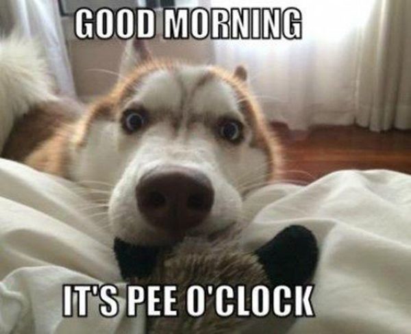 Good Morning - It's Pee O Clock-wg16190