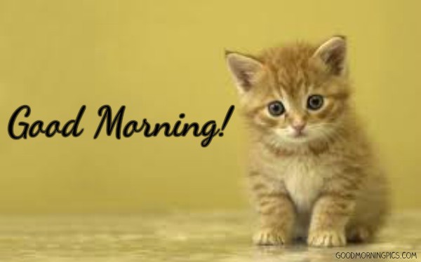 Good Morning - Little Cat-wg16199
