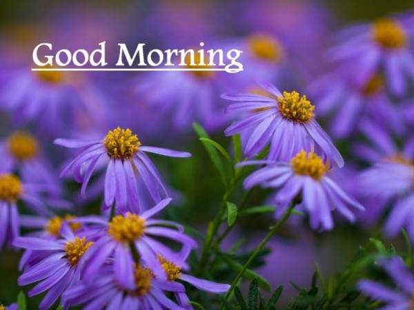 Good Morning - Little Purple Flowers-wg16200