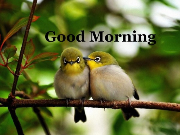 Good Morning - Love Birds-wg16201