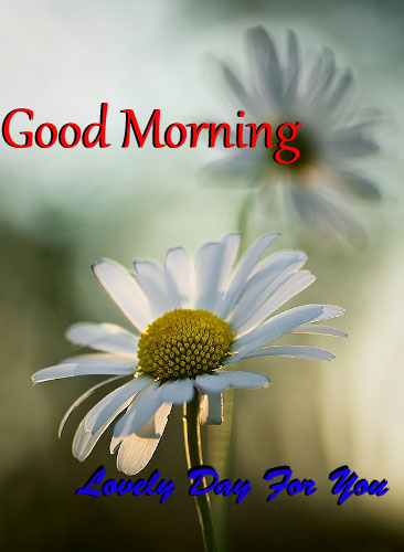Good Morning Lovely Day For You-wg140297