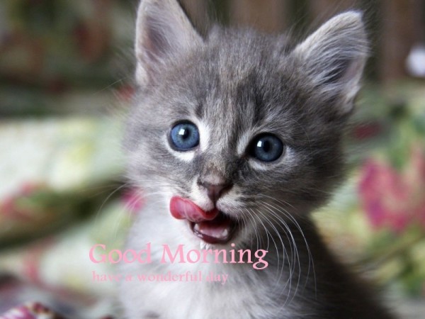 Good Morning - Naughty Cat-wg16207