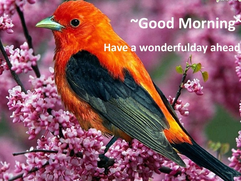 Good Morning Wishes With Birds Pictures Images