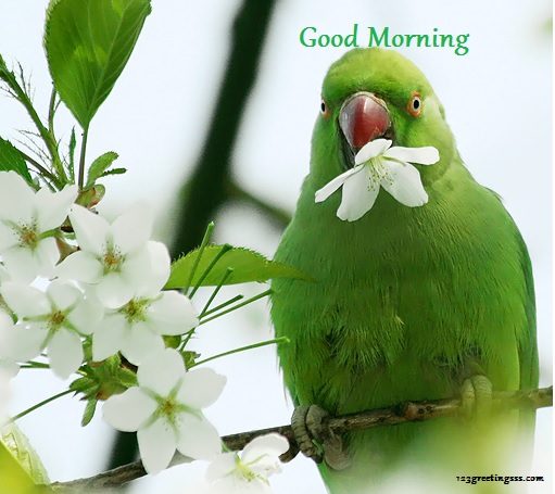 Good Morning - Parrot !-wg16209