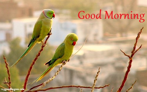 Good Morning - Parrots Image-wg16210