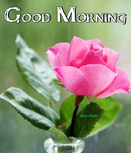Good Morning - Pink Rose-wg0180495