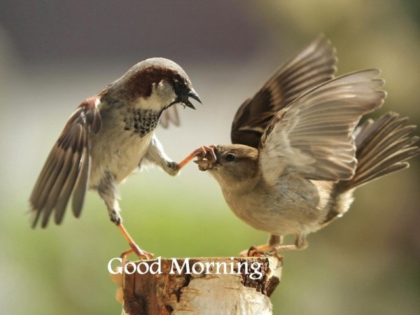 Good Morning - Playing Birds-wg16214