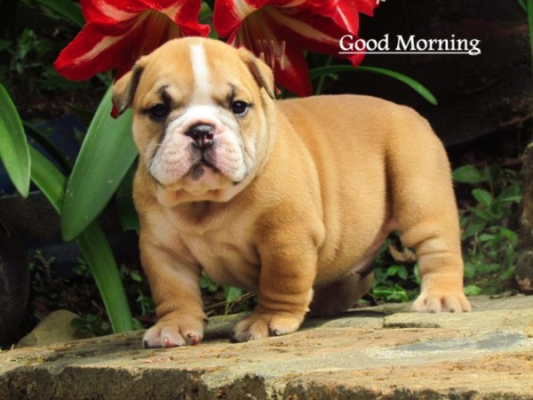 Good Morning - Puppy Image-wg16215
