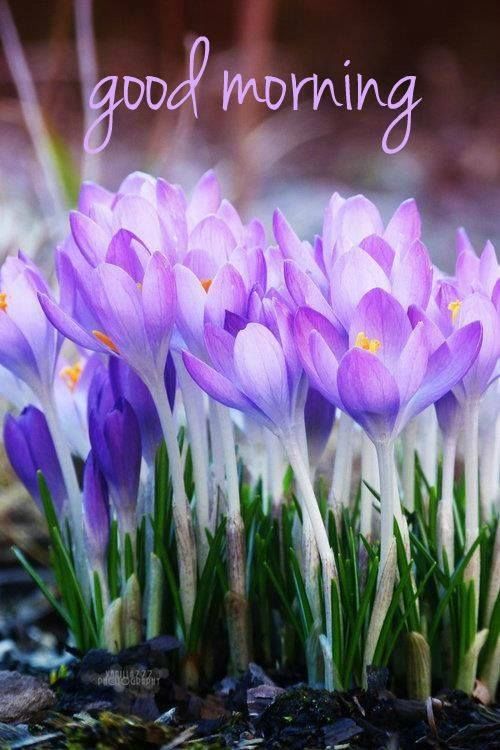 Good Morning - Purple flower-wg11331