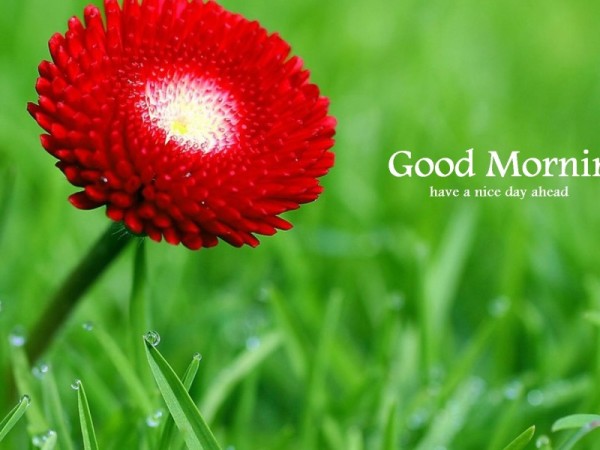 Good Morning - Red Flower-wg16218