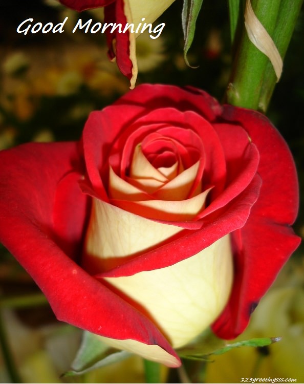 Good Morning - Red Rose-wg16219