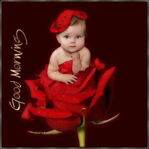 Good Morning - Red Rose-wg034063