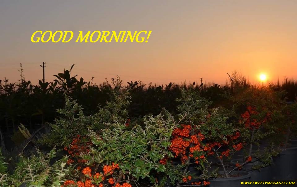 Good Morning Rising Sun