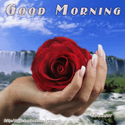 Good Morning – Rose For U From Me