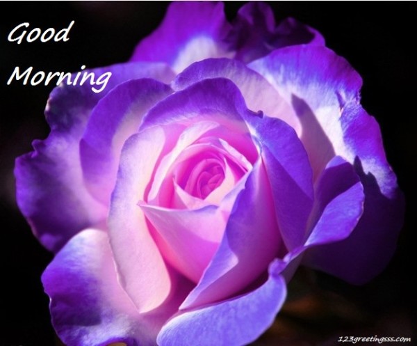 Good Morning - Rose !-wg16220