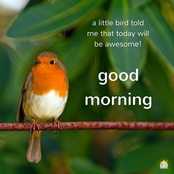 Good Morning  - Sparrow-wg11224