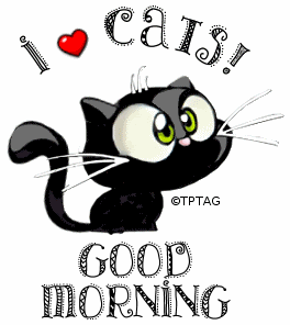 Good Morning – Stunning Cat Animation