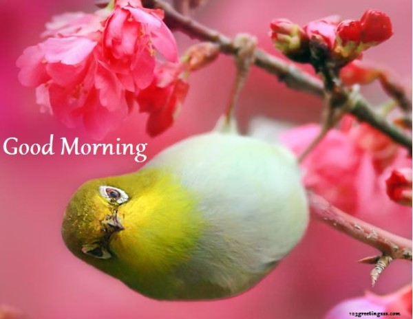 Good Morning - Sweet Bird-wg16230
