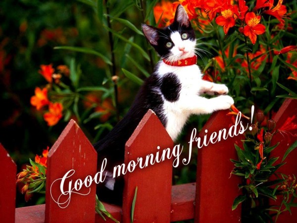 Good Morning To My Awesome Friends-wg0180720