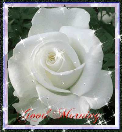 Good Morning - White Rose-wg0180624