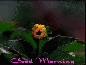 Good Morning With Animated Flower-wg0180734