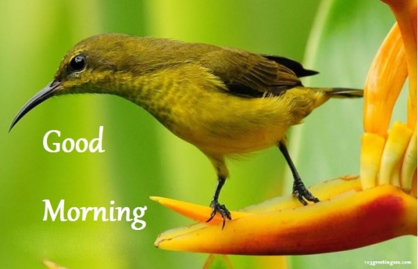 Good Morning With Bird-wg16286